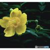 お花版ミルククラウン