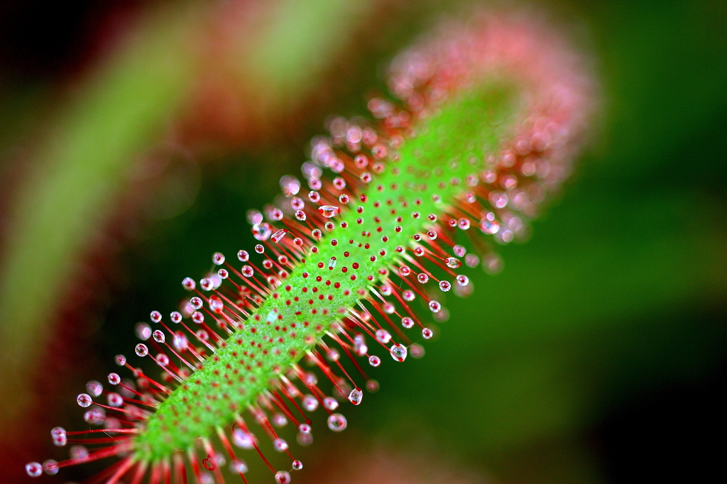 これ、植物？