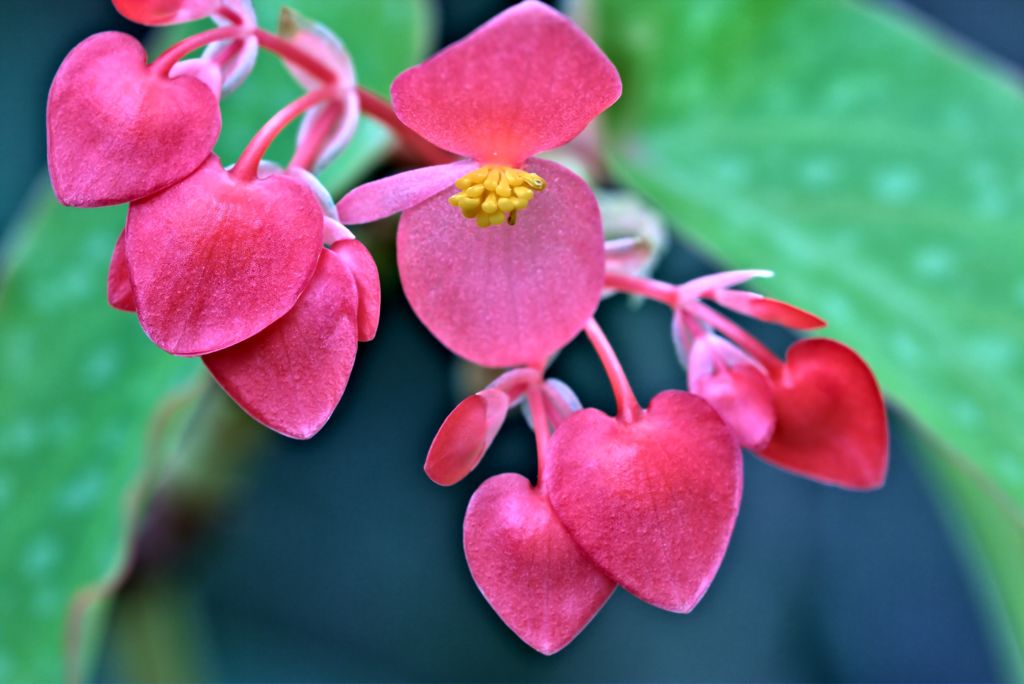 Lovely　　木立性ベゴニアの可憐