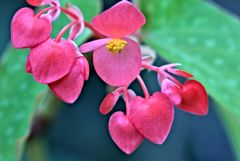 Lovely　　木立性ベゴニアの可憐