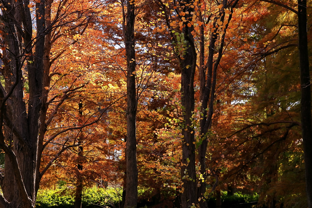 失われて往く　緑　