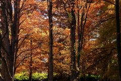 失われて往く　緑　