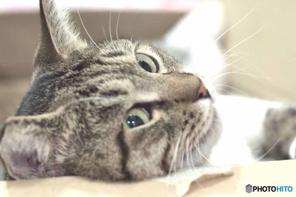 猫　と　箱　の　関係　　４　横着