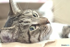 猫　と　箱　の　関係　　４　横着