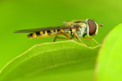 夢の未来図　超高性能小型飛翔ロボット