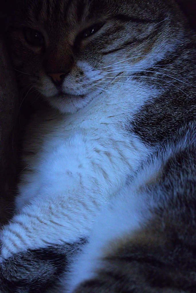 ご就寝中大変申し訳ございません