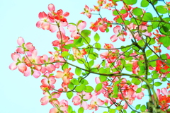 総苞　の　輝き