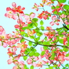 総苞　の　輝き