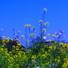 屋根より高く