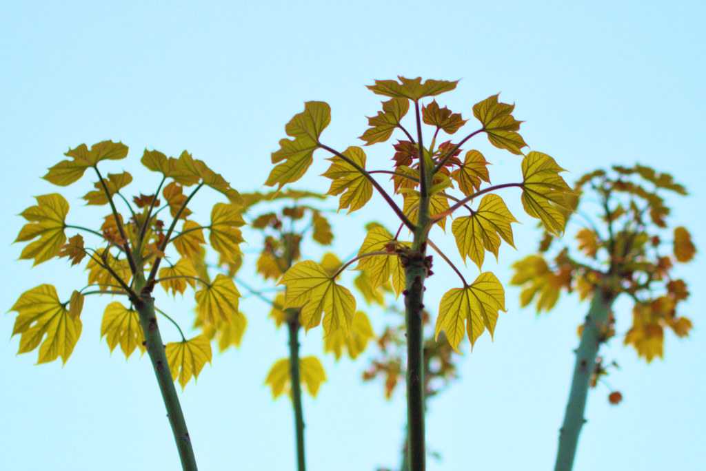 ユニーク！　青桐（あおぎり）