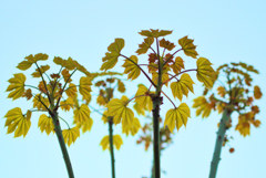 ユニーク！　青桐（あおぎり）