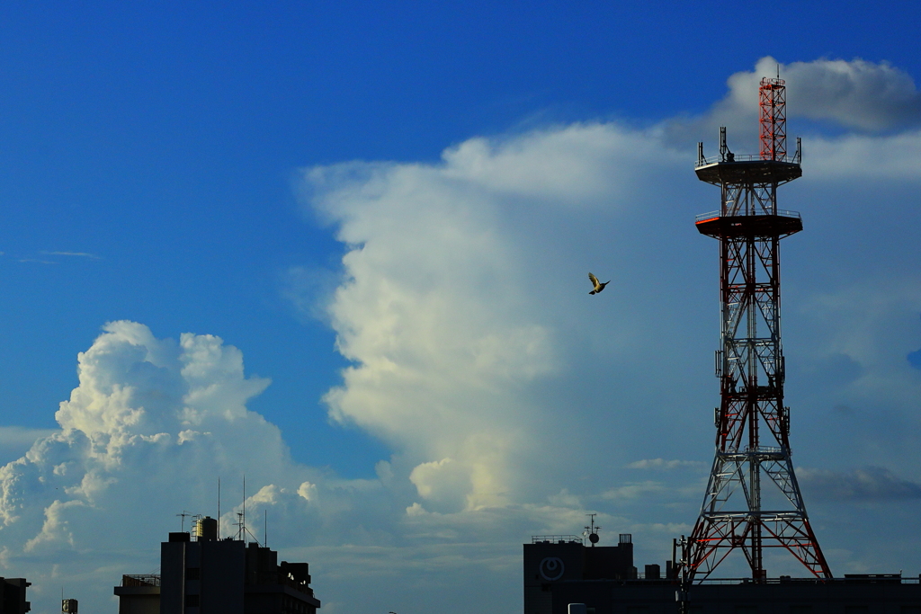 夏雲　　プラス　鳥