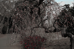 枝垂れ梅と木瓜