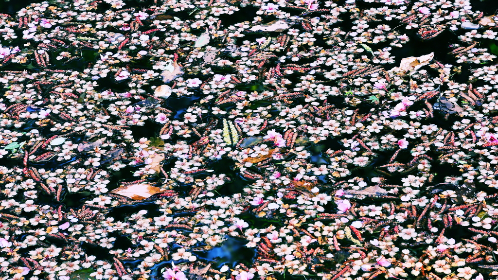 「　散る　」　美学