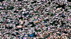 「　散る　」　美学