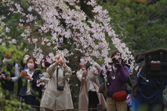 桜三昧　　１億総カメラマンの時代