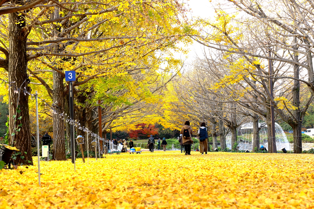 イエローカーペット