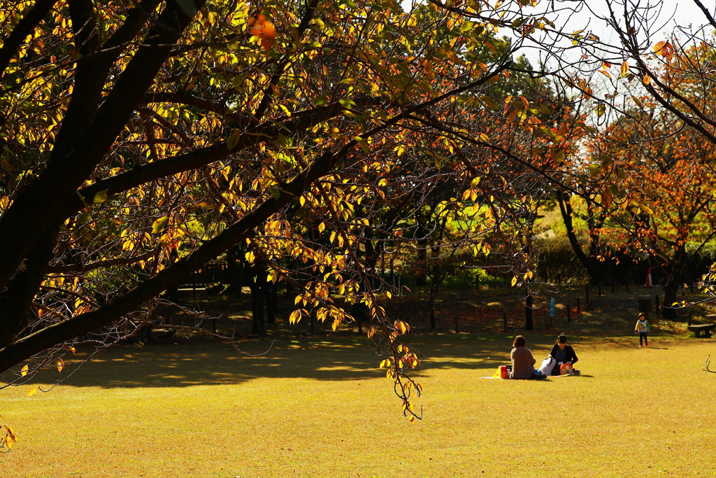 真実は如何に・・・　小春日和