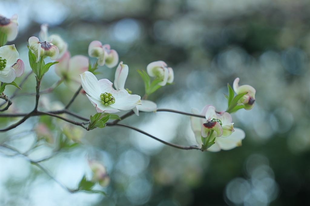 百年続きますように
