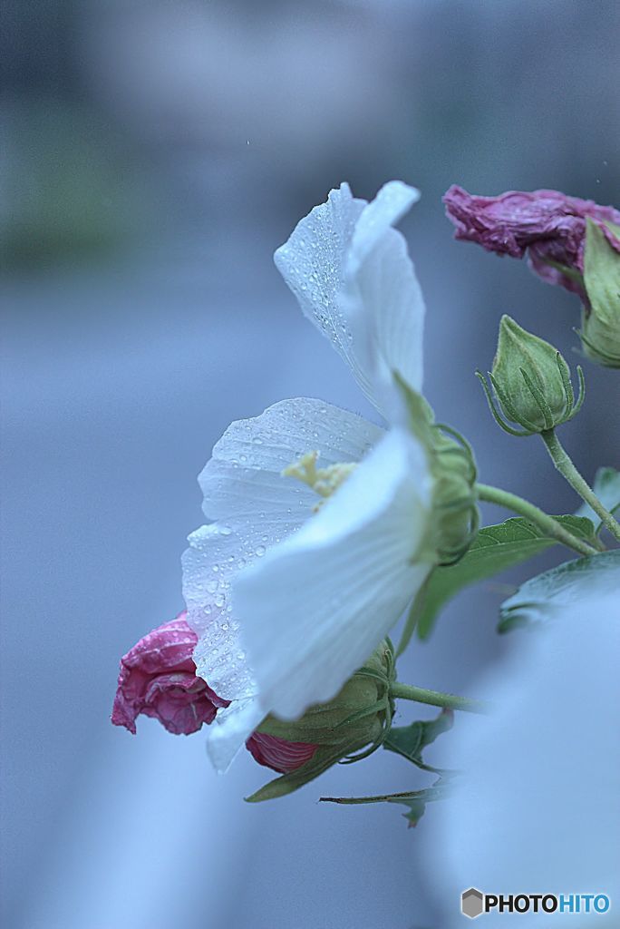 雨の朝