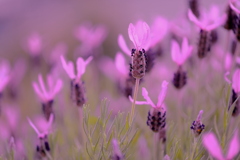 紫　薫　風　（むらさきかおるかぜ）