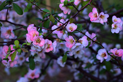 木瓜三昧　　壱の㈠