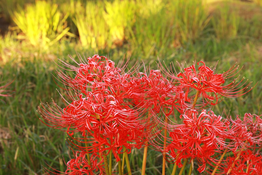 あら～、頭にだいぶ白いものが・・・。