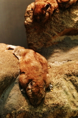 拗ねる　モフモフ