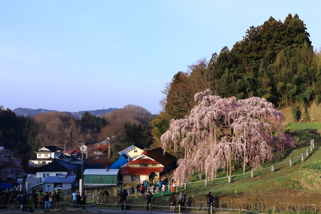 時の重さ　推定樹齢千年