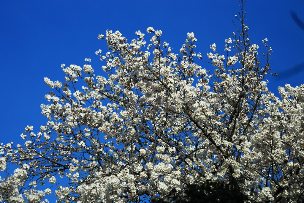 日本人が桜を好きな理由