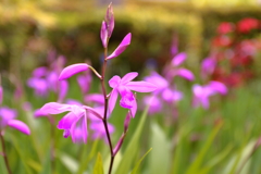 駄洒落は兎も角春の野辺