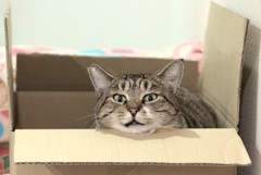 猫　と　箱 の　関係　　終章　　顎を乗せる