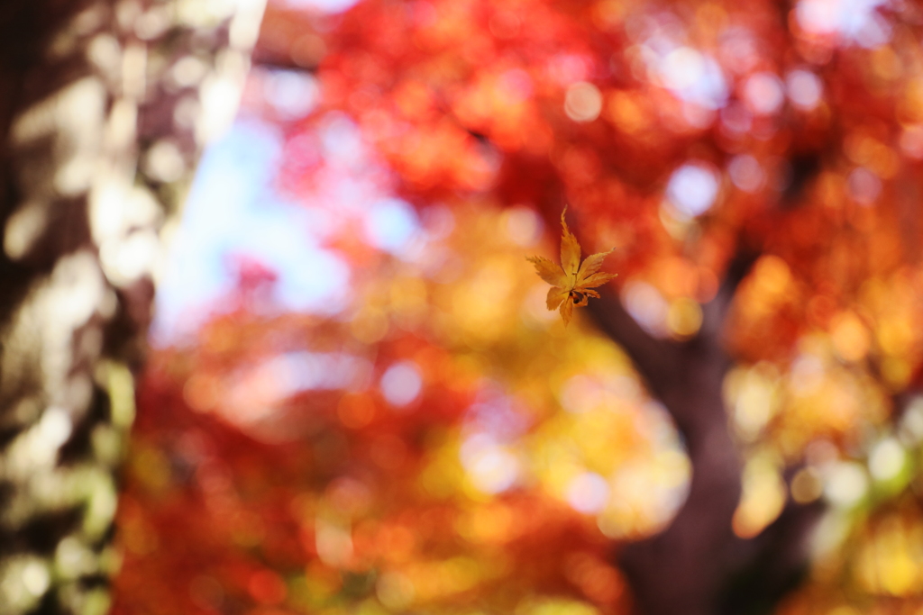 一片　（ひとひら）