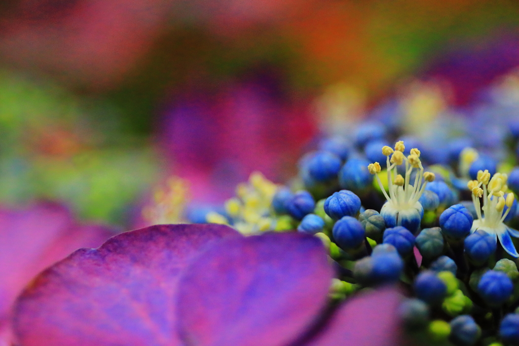 紫陽花　　真花の憂鬱