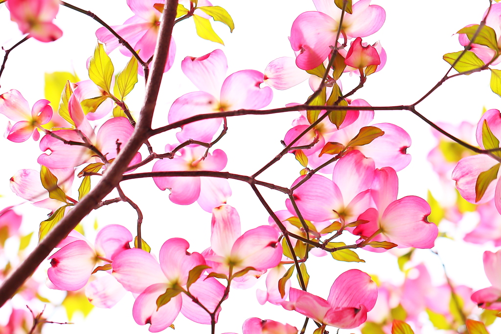 花鳥風月　　「花」