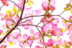 花鳥風月　　「花」