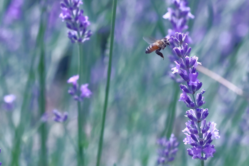 蜜の為ならフル稼働、雨の日だって！