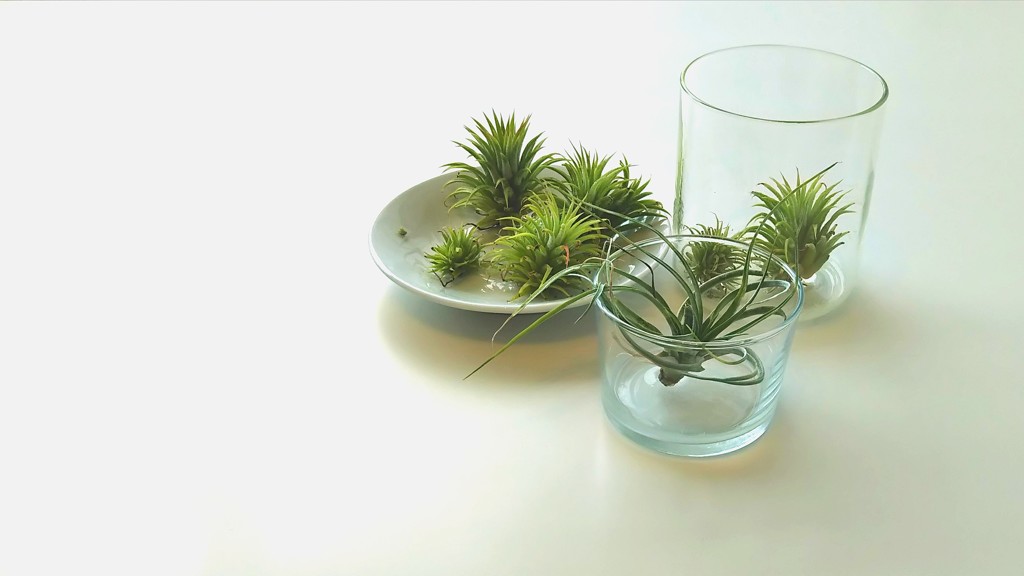 エアープランツ  大気に生きる
