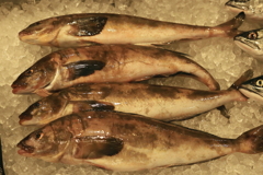 恥ずかしながら貴方の本当の姿を初めて知りました。