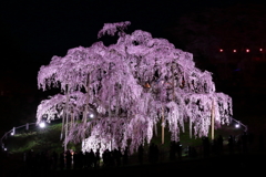 日本三大桜　東の横綱　　三春滝ザクラ