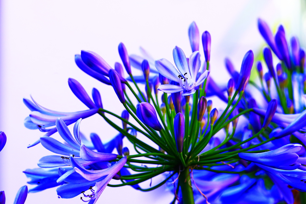 愛の芽生え