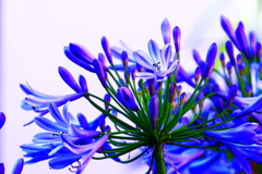 愛の芽生え