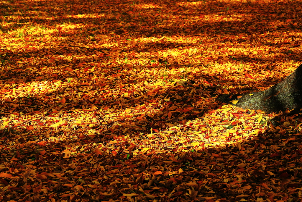 こもれび柄　の　落葉絨毯