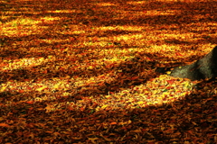 こもれび柄　の　落葉絨毯