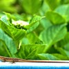 長ぁ～い！　　【爬虫類：閲覧注意】