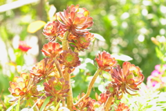 幻惑　5月の煌めく光