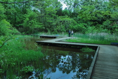 トンボの湿地
