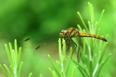 ローズマリーのアカちゃん