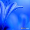 「愛の花」　の　ひとりごと