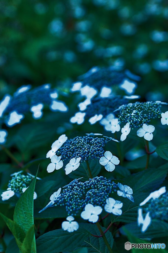 重奏　紫陽花のメロディー